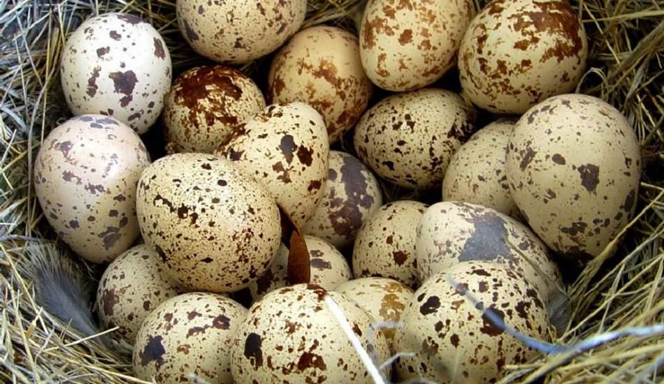 bildircin_yumurtasinin_faydalari_nelerdir_hangi_hastaliklara_iyi_gelir_1560523524_5272.jpg