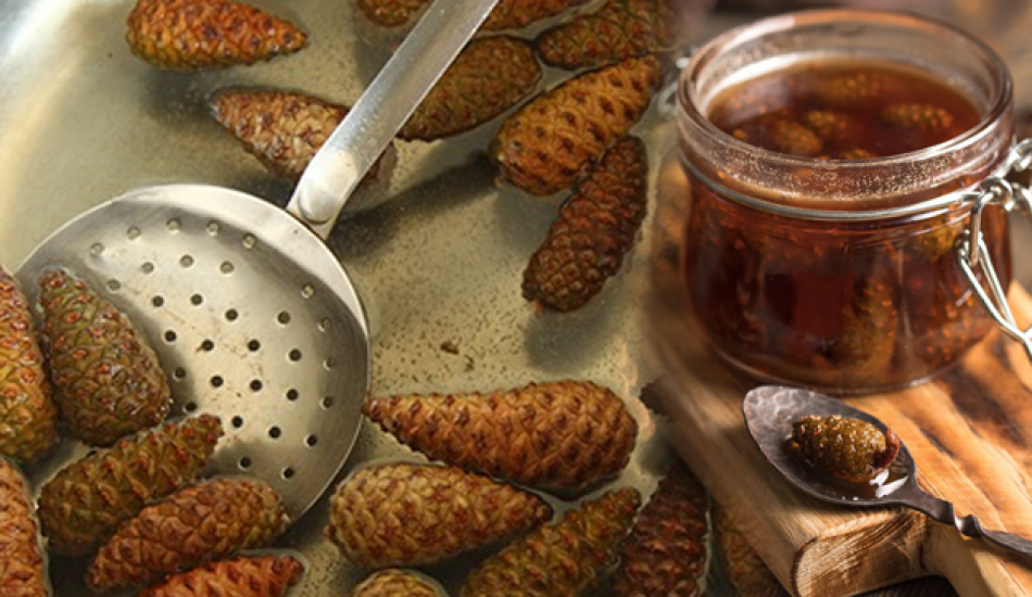 cam_kozalaginin_faydalari_nedir_cam_kozalagini_kaynatip_suyunu_icerseniz_ne_olur_1574434444_7234.png