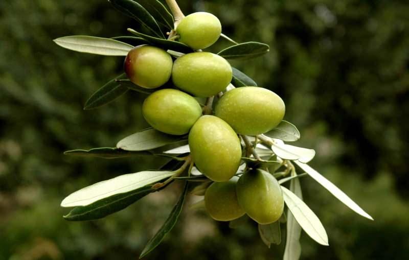 Yeşil zeytinin faydaları nelerdir? Sahurda yeşil zeytin yerseniz ne olur?