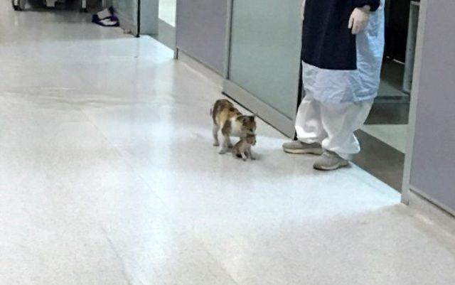 hasta yavrusunu acil servise taşıyan kedi