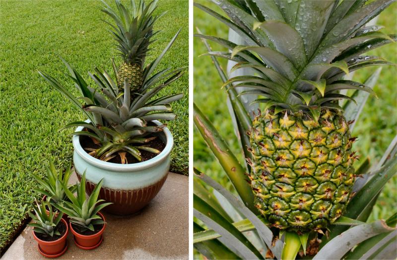 Evde ananas nasıl yetiştirilir? Ananas köklendirme işlemi nasıl yapılır?