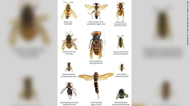 Asya tipi katil arı, arı ailesinin en büyük üyesi olarak biliniyor. ABD Tarım Bakanlığı’nın resmi verisindeki görsel "katil arı" lakaplı arı tam ortada görülüyor...