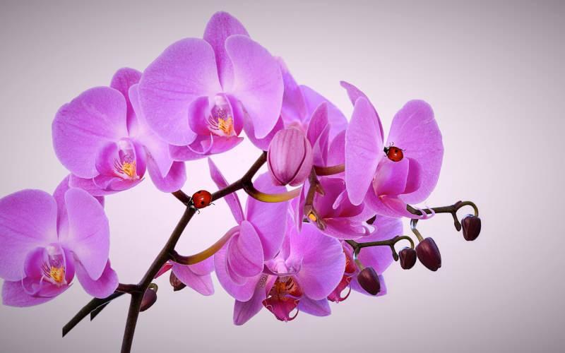orkide nasıl budanır