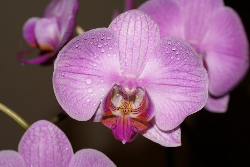 evde orkide bakımı