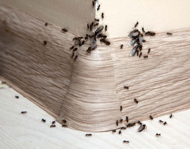 Evdeki karıncalar nasıl yok edilir? Karıncalardan kurtulmak için en etkili  yöntem nedir - Pratik Bilgiler Haberleri