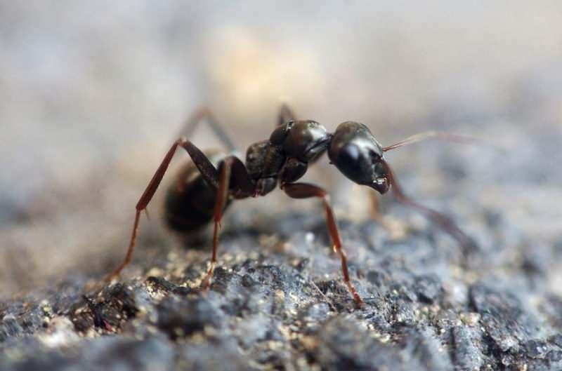 Evdeki karıncalar nasıl yok edilir
