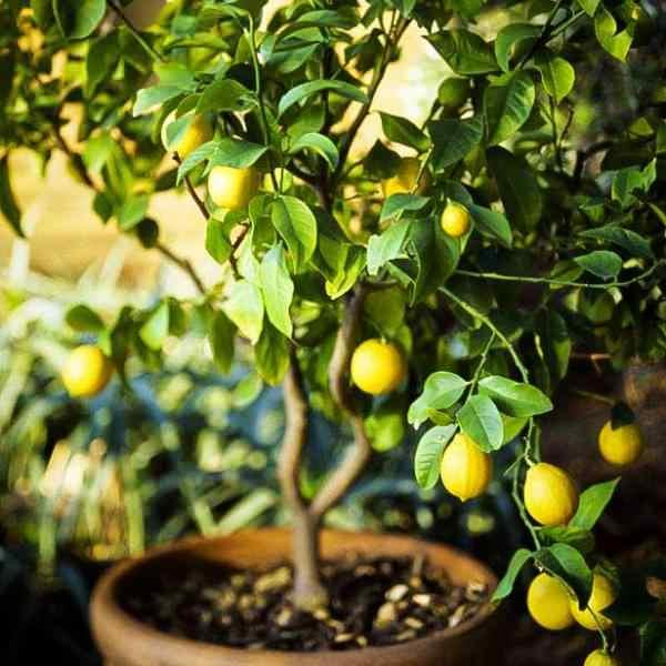 evde saksıda limon nasıl yetiştirlir