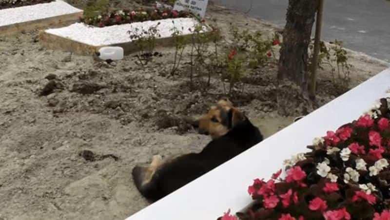 Ebru Şallı, oğlu Pars'ın mezarında bekleyen köpeği sahiplendi