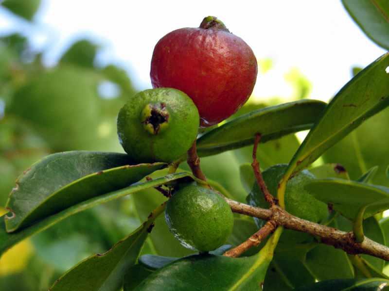 Guava meyvesi nedir? Guava meyvesi nasıl yenir & Faydaları nelerdir