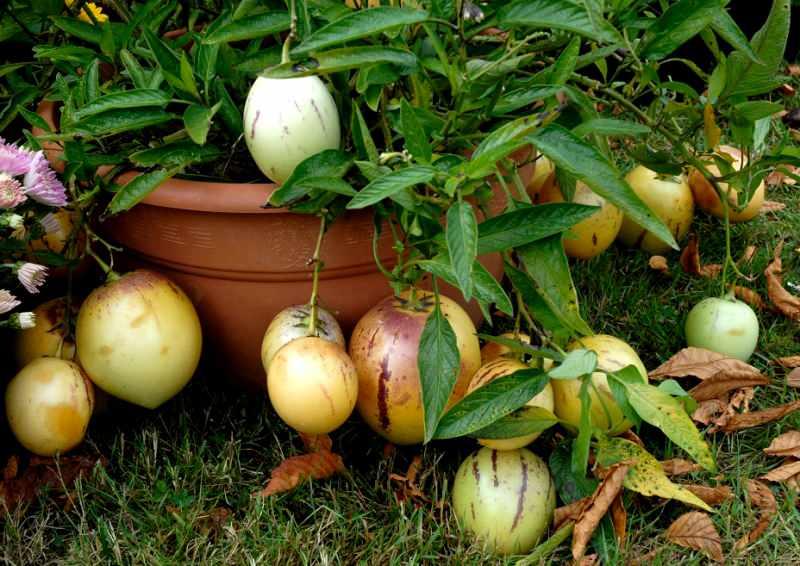 Pepino meyvesinin faydaları nelerdir? Pepino meyvesi tüketimi & Zararı var mı