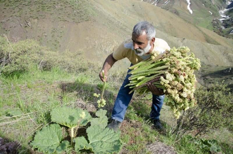 tunceli dağlarında uçkun toplayan biri