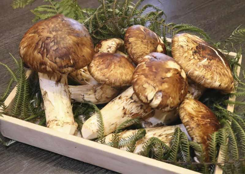 matsutake mantarının görüntüsü