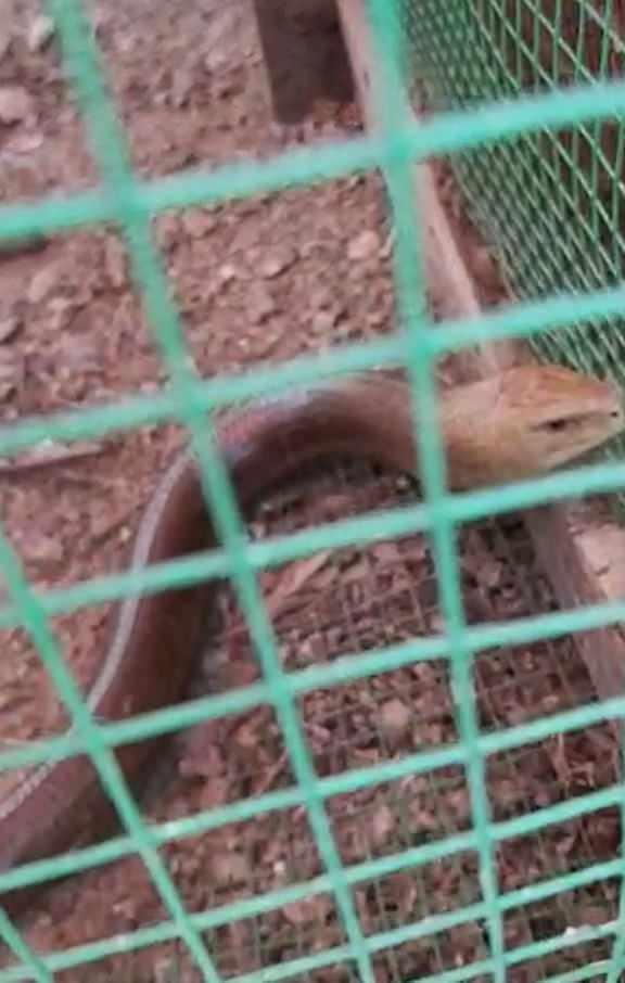 Bursa'da yılana benzeyen 1, 5 metrelik oluklu kertenkele korkuya neden oldu