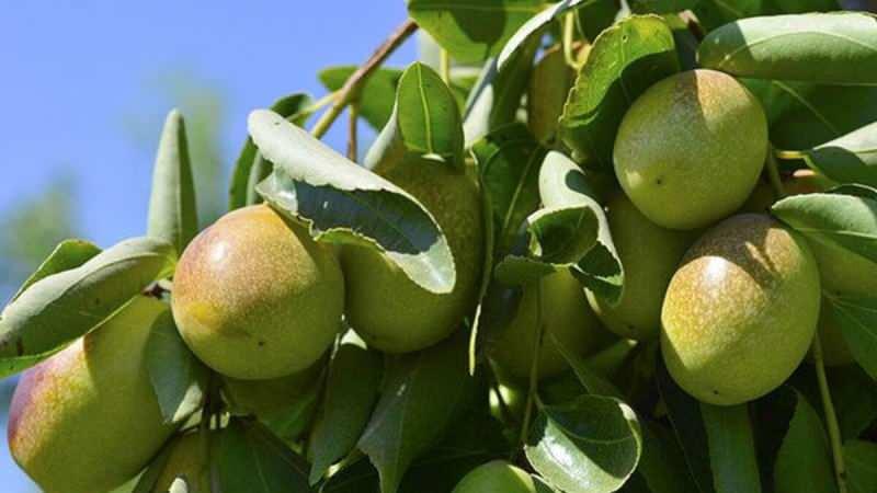 jojoba bitkisi sıkılarak yağ elde edilir