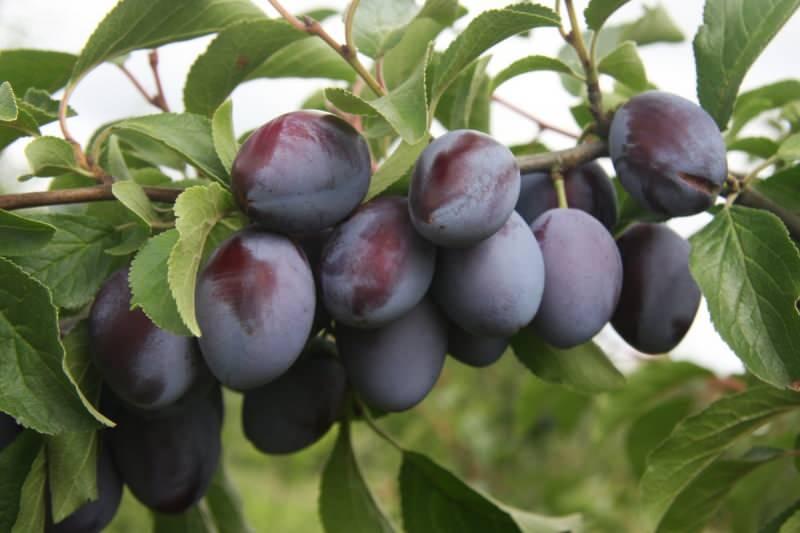 Mürdüm eriğinin bilinmeyen faydaları nelerdir? Güçlü C vitamini içeren mürdüm eriği...