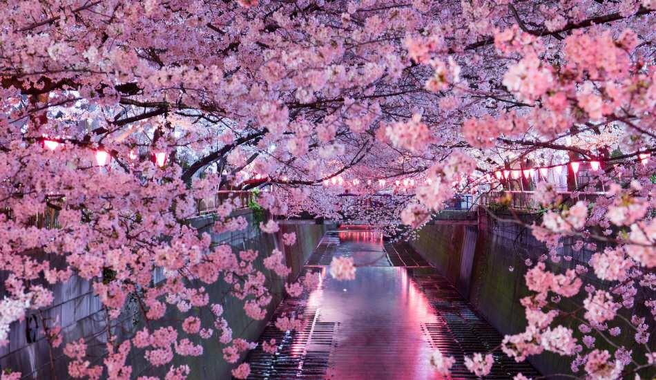 sakura_ne_demek_ne_anlama_geliyor_sakura_ciceginin_bilinmeyen_ozellikleri_1594199251_5443.jpg