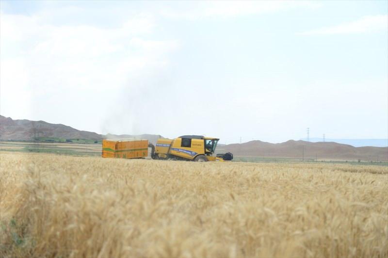Iğdır'da 500 dönümlük arazide başak veren buğdayların hasadı yapıldı