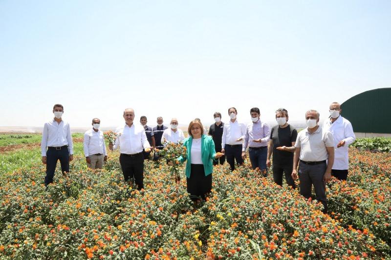 Gaziantep Büyükşehir Belediyesinden aspir üretimi için önemli adım