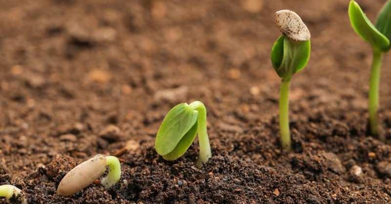 tohum nasıl yetiştirilir