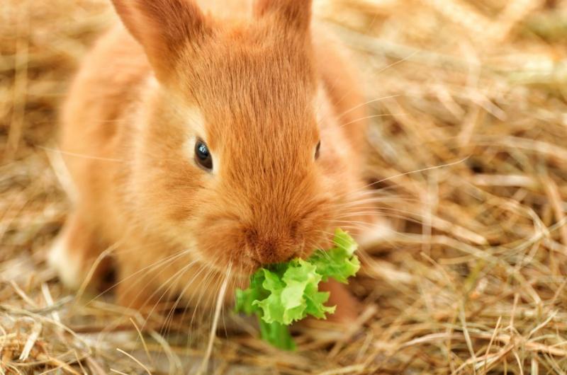 Tavşanların en çok sevdiği besinler