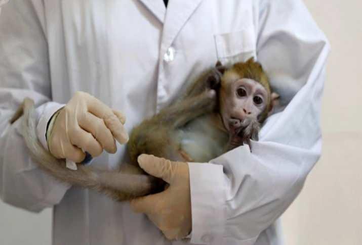 Primatlar üzerindeki aşı çalışmaları