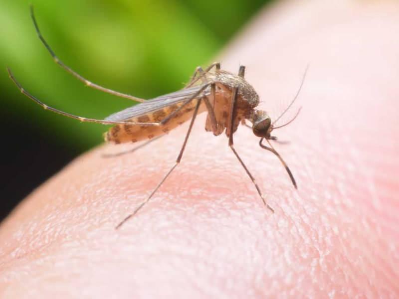 sivrisinekten nasıl korunulur