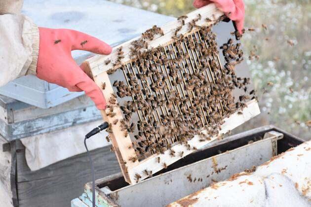 günümüzde bir iş sektörü haline gelen arı zehrinin sadece bir kilosu bile 700 tl
