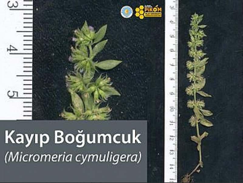 Kayıp Boğumcuk (Micromeria cymuligera) bitkisi