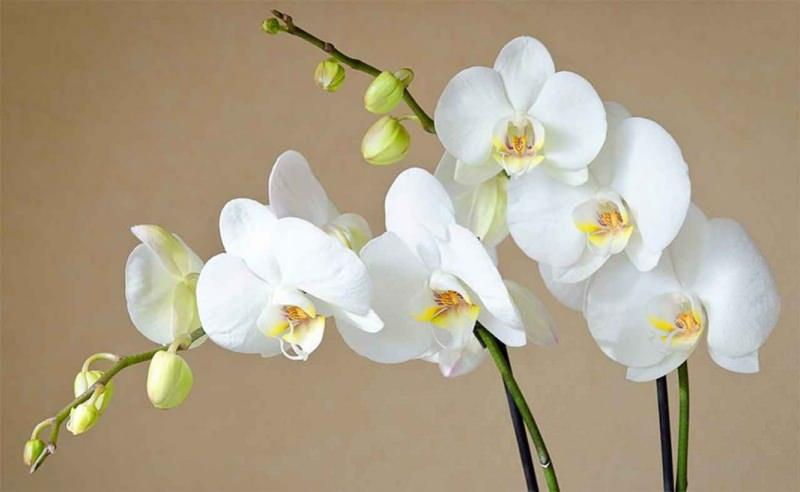 orkide bakımı nasıl yapılır
