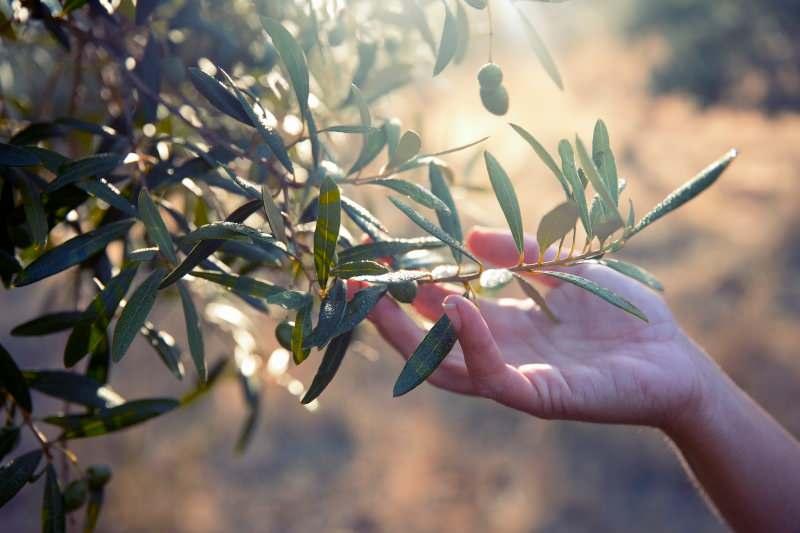 zeytin yaprağı güçlü bir antioksidandır