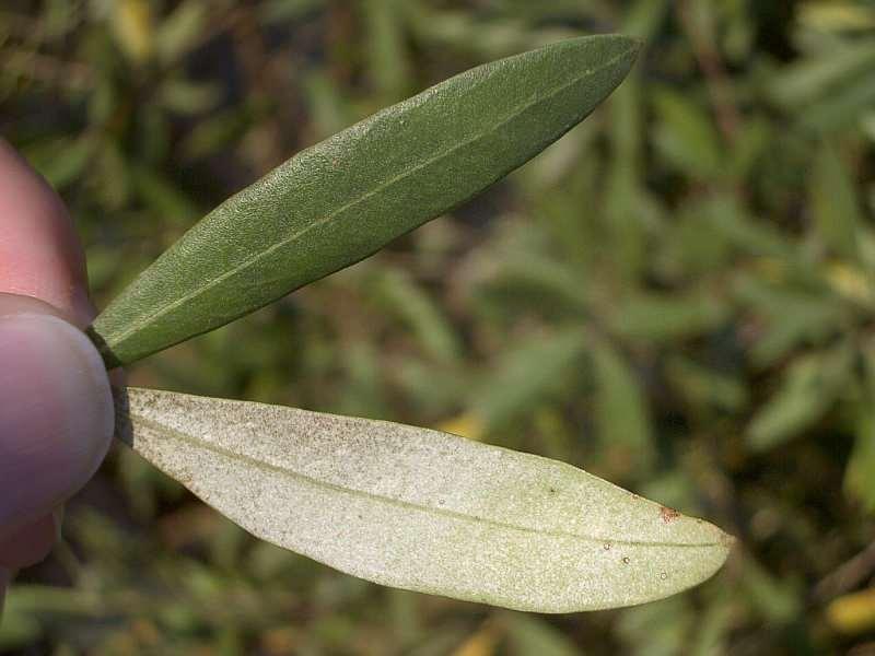 zeytin yaprağı çayı cilt hastalıklarında etkilidir