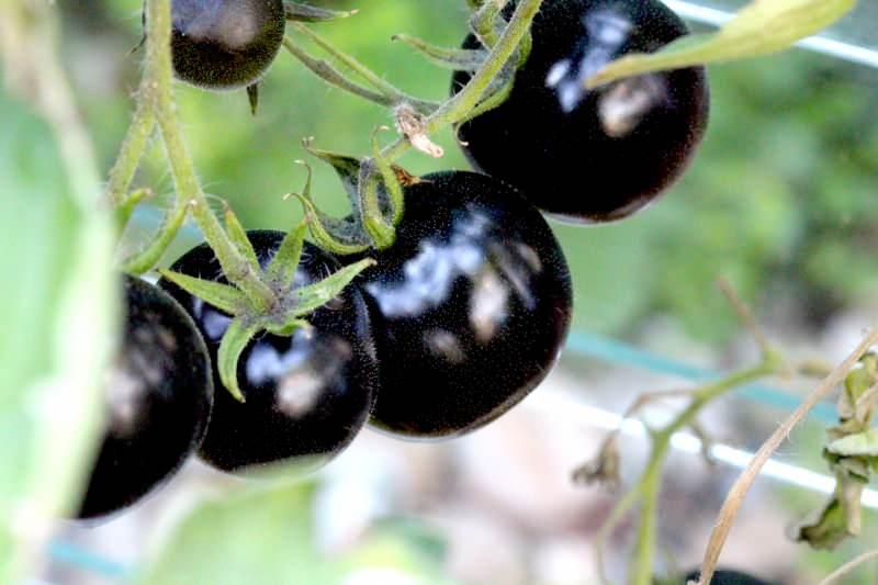 siyah domates kanser tedavisinde umut oluyor